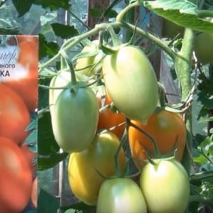 How to care for a Palenque hybrid tomato for a better harvest