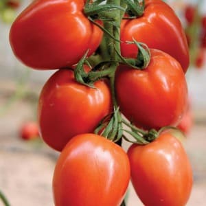 How to care for a Palenque hybrid tomato for a better harvest