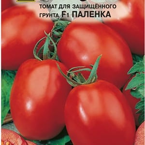 How to care for a Palenque hybrid tomato for a better harvest