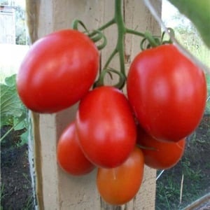 How to care for a Palenque hybrid tomato for a better harvest