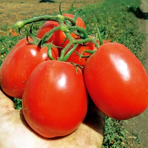 How to care for a Palenque hybrid tomato for a better harvest