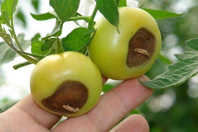 The Demidov tomato, famous for its hardiness and loved by gardeners