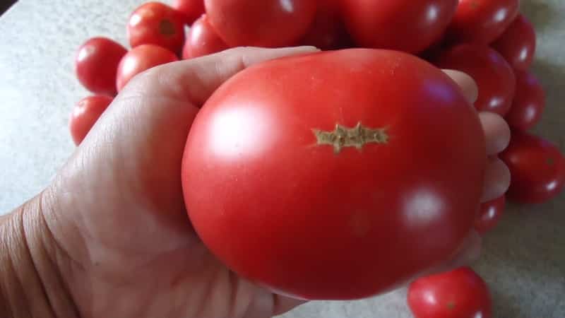 The Demidov tomato, famous for its hardiness and loved by gardeners