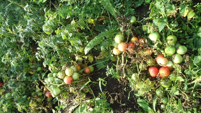 The Demidov tomato, famous for its hardiness and loved by gardeners