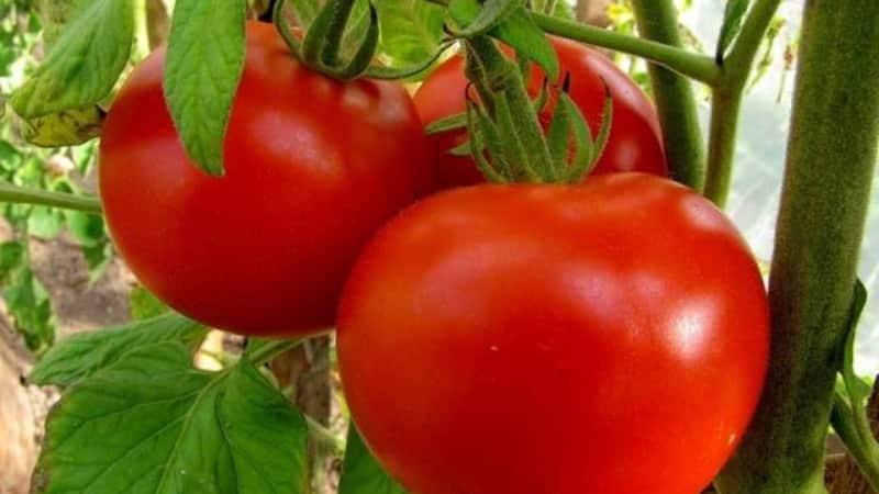 A gift for gardeners from northern regions with difficult climates - a stable and productive Snowdrop tomato