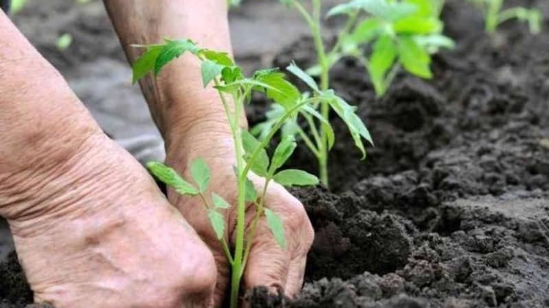 A gift for gardeners from northern regions with difficult climates - a stable and productive Snowdrop tomato
