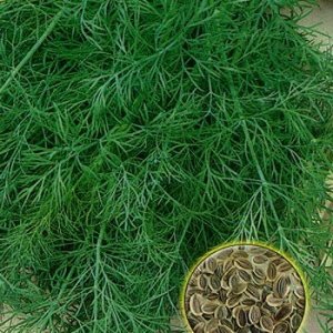 How to quickly germinate dill seeds and how to treat them to speed up the germination of greens