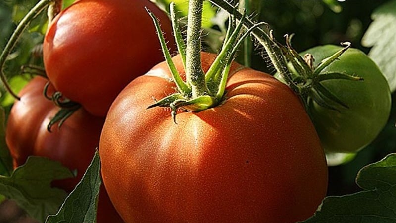 A tomato variety that definitely won’t disappoint you is the Monomakh Hat tomato.