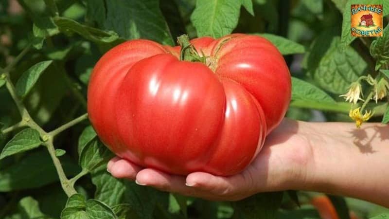 A tomato variety that definitely won’t disappoint you is the Monomakh Hat tomato.
