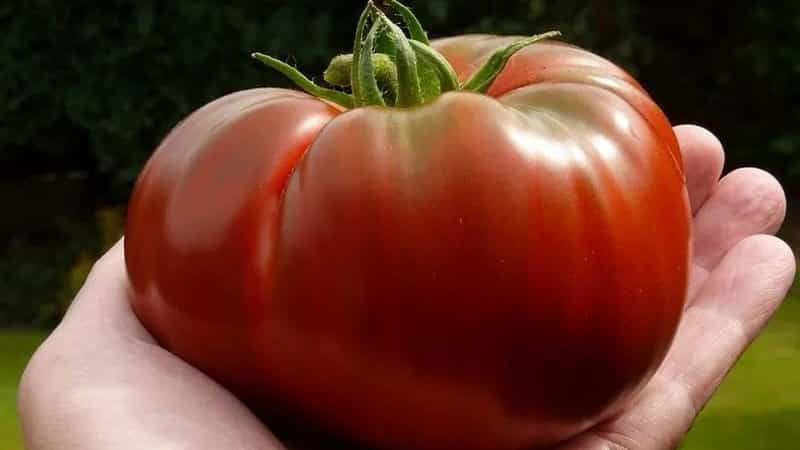 A tomato variety that definitely won’t disappoint you is the Monomakh Hat tomato.