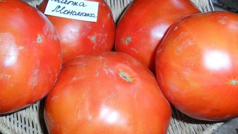 A tomato variety that definitely won’t disappoint you is the Monomakh Hat tomato.