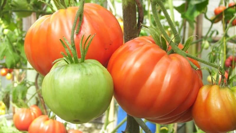 A tomato variety that definitely won’t disappoint you is the Monomakh Hat tomato.