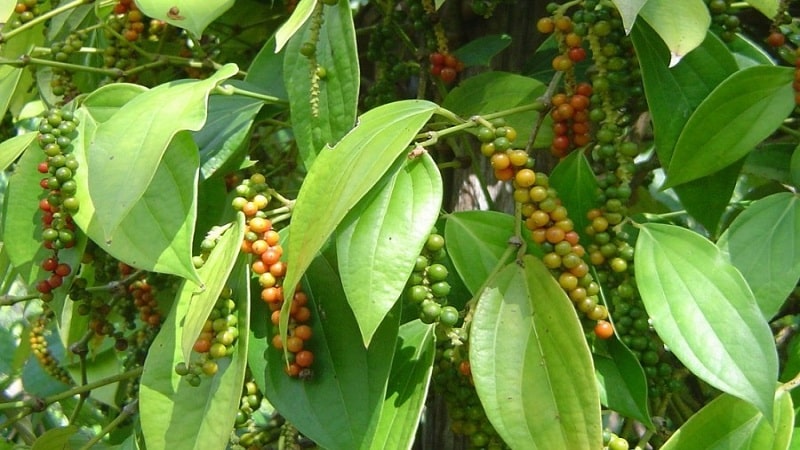 What is white pepper and how is it used in cooking, cosmetology and folk medicine?