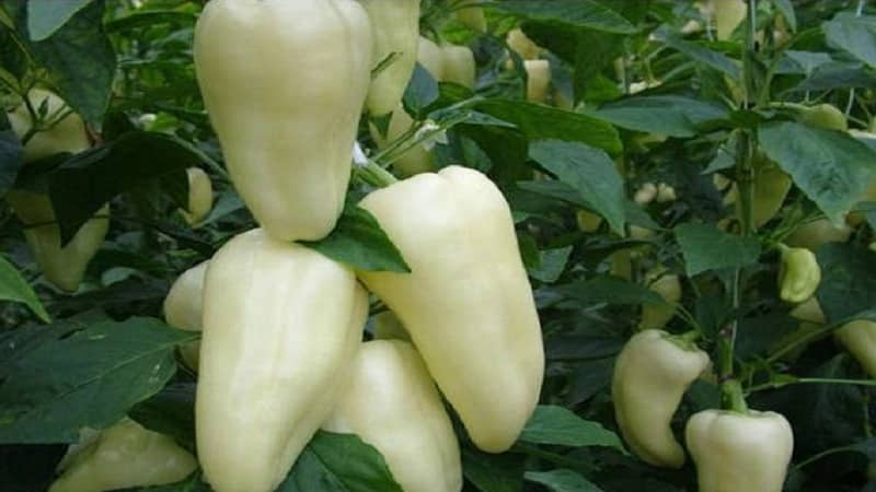 What is white pepper and how is it used in cooking, cosmetology and folk medicine?