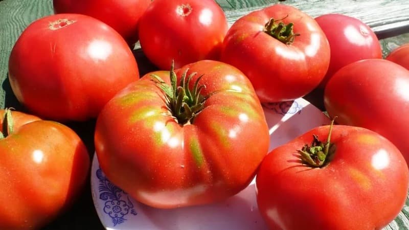 A resistant variety for harsh weather conditions - the famous tomato Pride of Siberia