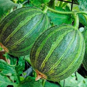 What is cucumber, how is it grown and eaten?