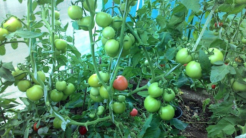 A new hybrid with powerful bushes and an abundant harvest of tomatoes - tomato Katrina f1