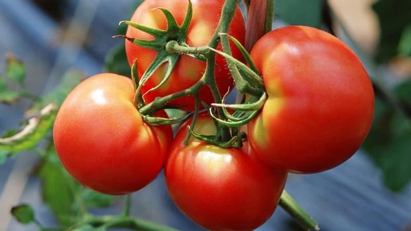A new hybrid with powerful bushes and an abundant harvest of tomatoes - tomato Katrina f1
