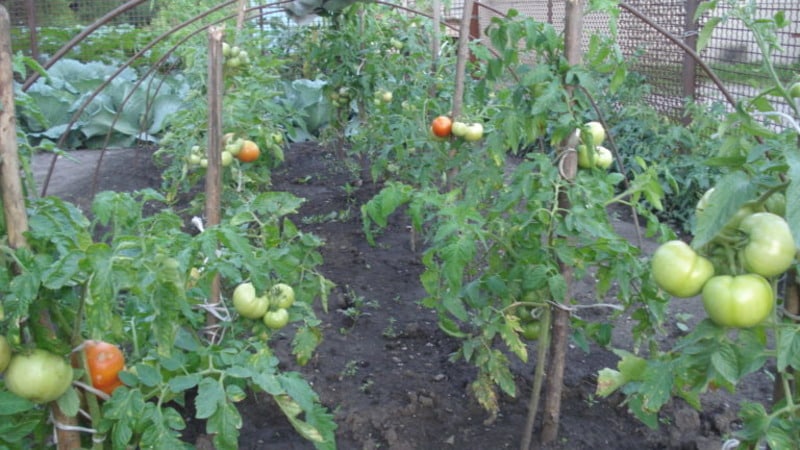 A new hybrid with powerful bushes and an abundant harvest of tomatoes - tomato Katrina f1