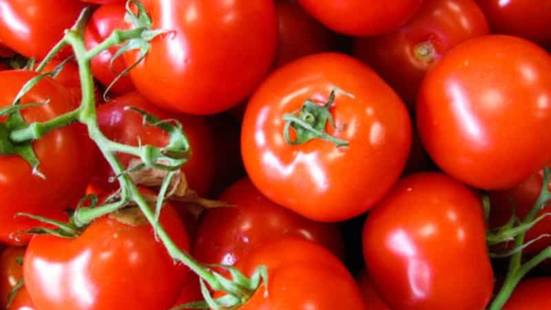 A new hybrid with powerful bushes and an abundant harvest of tomatoes - tomato Katrina f1