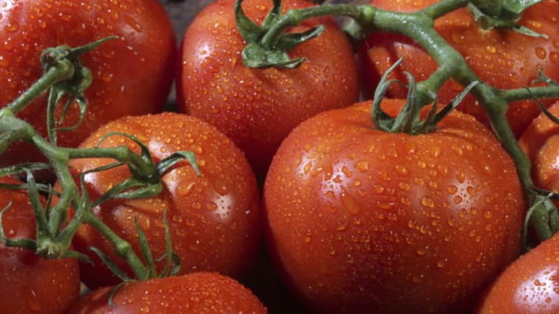 A new hybrid with powerful bushes and an abundant harvest of tomatoes - tomato Katrina f1