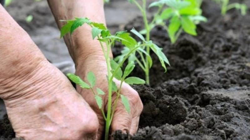 A new hybrid with powerful bushes and an abundant harvest of tomatoes - tomato Katrina f1