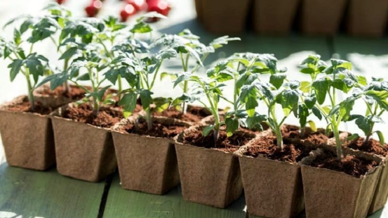 A new hybrid with powerful bushes and an abundant harvest of tomatoes - tomato Katrina f1
