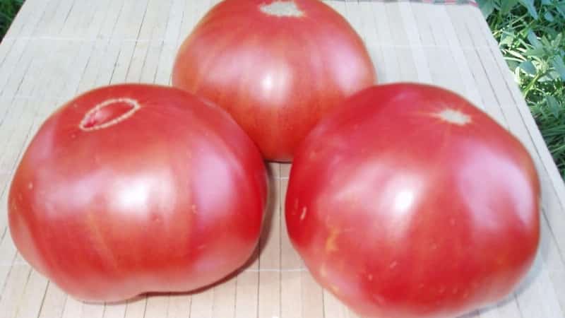 Growing a Giant tomato on your own plot: planting secrets and care tips