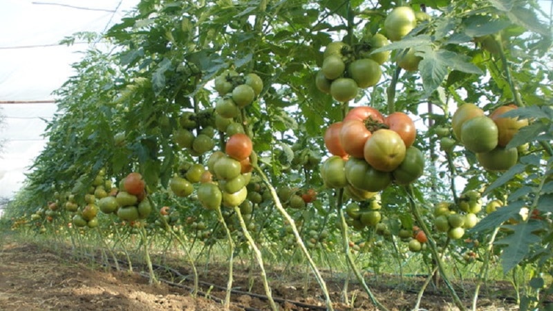 Growing a Giant tomato on your own plot: planting secrets and care tips