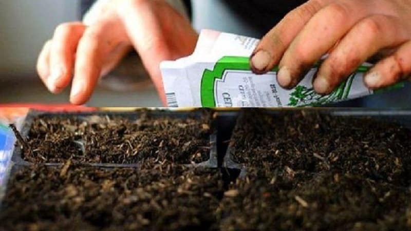Growing a Giant tomato on your own plot: planting secrets and care tips