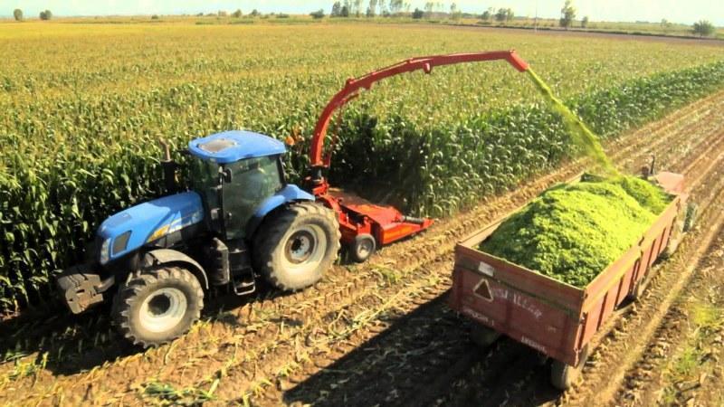 How corn is grown and harvested for silage: secrets of agricultural technology from sowing to storing the crop