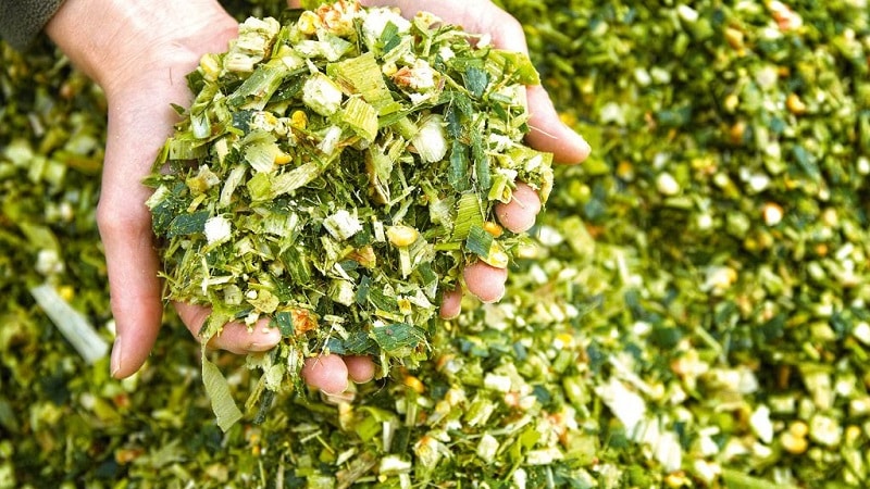 How corn is grown and harvested for silage: secrets of agricultural technology from sowing to storing the crop