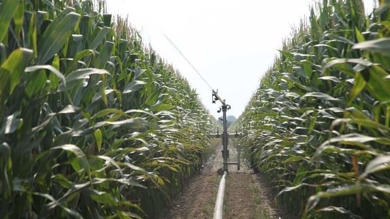How corn is grown and harvested for silage: secrets of agricultural technology from sowing to storing the crop