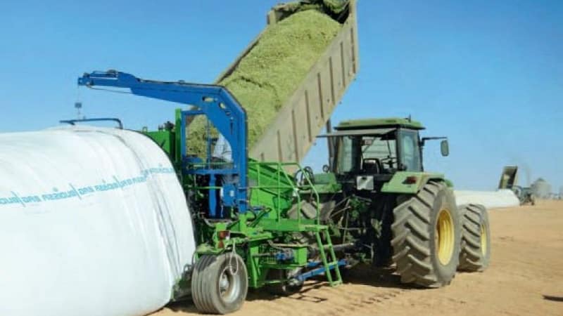 How corn is grown and harvested for silage: secrets of agricultural technology from sowing to storing the crop
