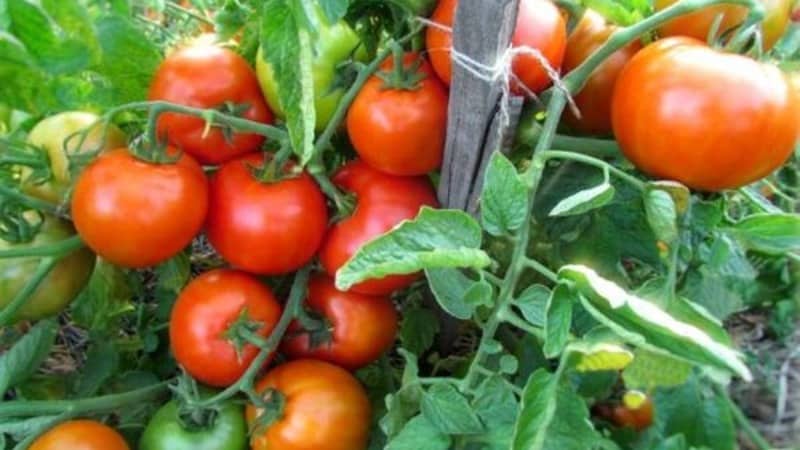 We grow a rich harvest in the open ground - the persistent Vityaz tomato