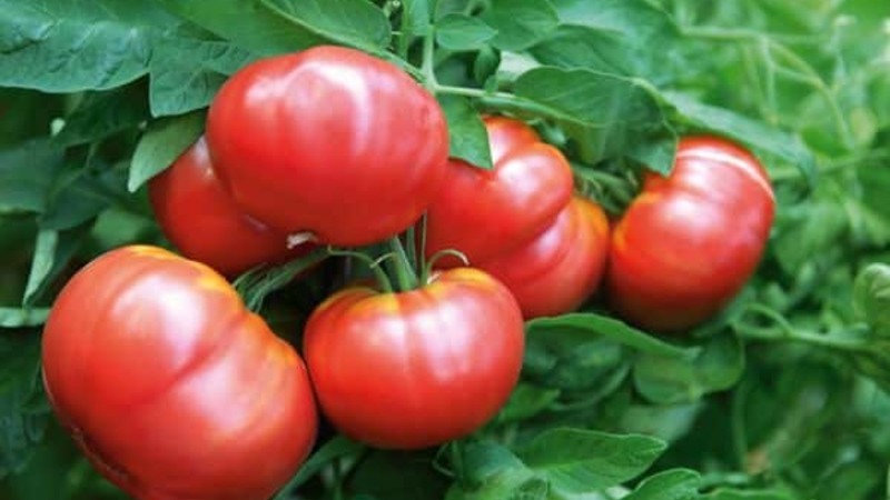 We grow a rich harvest in the open ground - the persistent Vityaz tomato