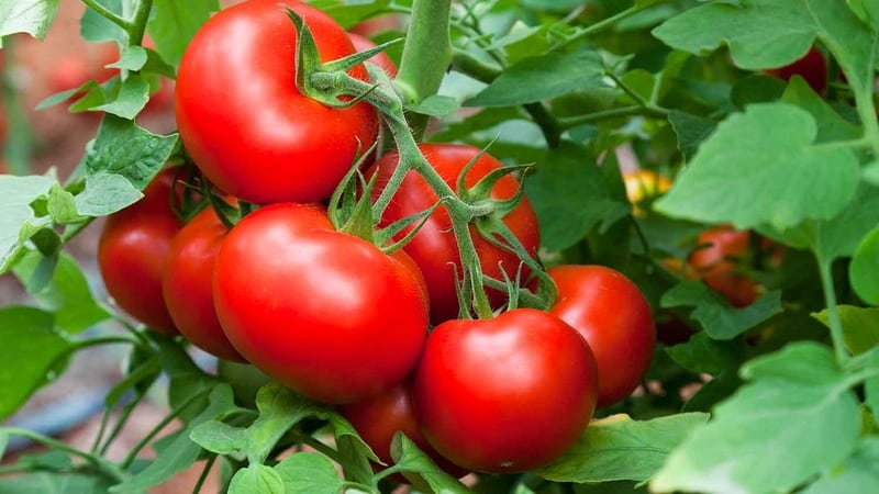 We grow a rich harvest in the open ground - the persistent Vityaz tomato