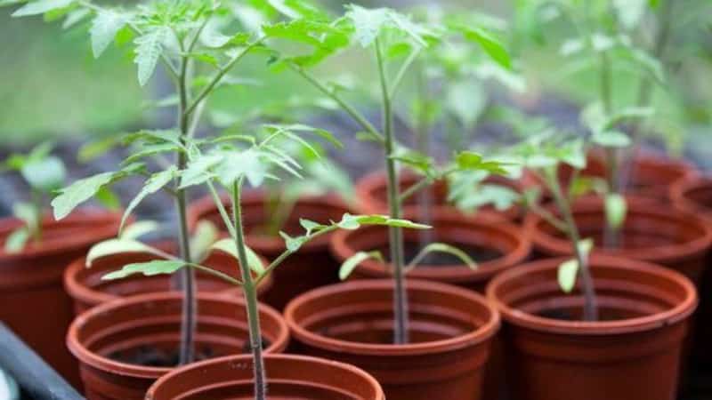 We grow a rich harvest in the open ground - the persistent Vityaz tomato