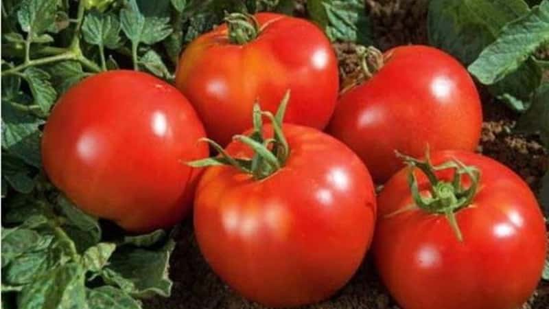 We grow a rich harvest in the open ground - the persistent Vityaz tomato