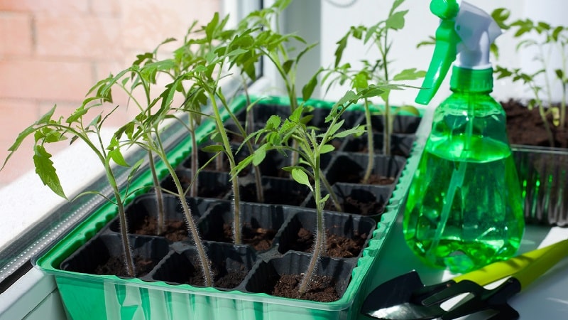 We grow a rich harvest in the open ground - the persistent Vityaz tomato