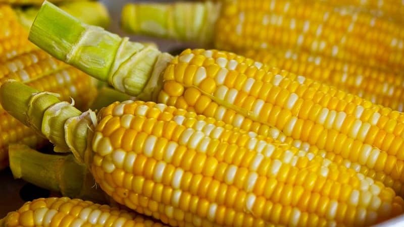 Sweet corn: choosing the best variety and growing the dessert variety correctly