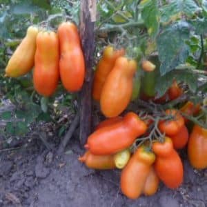 A variety for lovers of rare exotic tomatoes - the Firewood tomato