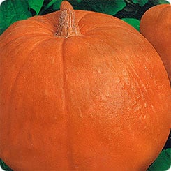 Melon pumpkin variety, adored by gardeners for its sweet taste and extraordinary aroma.
