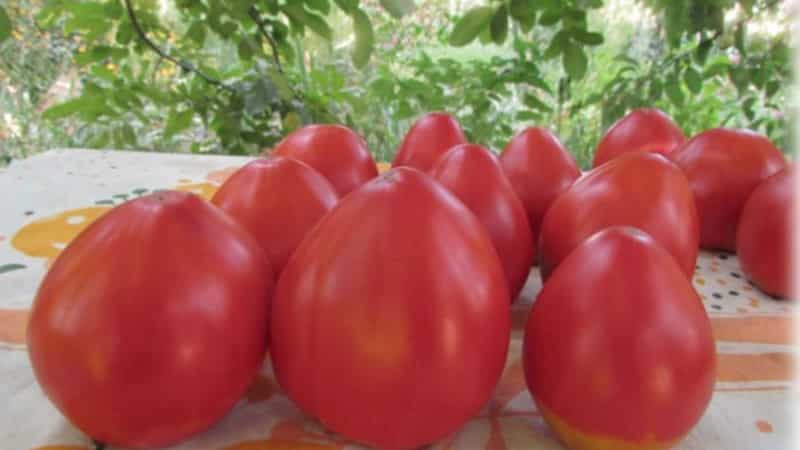 A new variety, but one that has already become a favorite among farmers - the Sugar Nastasya tomato.