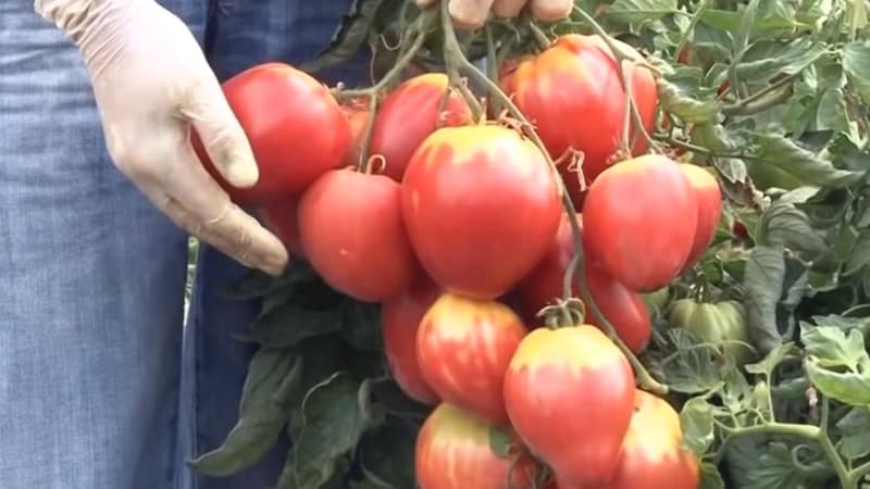 A new variety, but one that has already become a favorite among farmers - the Sugar Nastasya tomato.