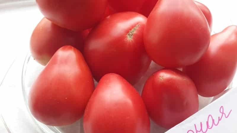 A new variety, but one that has already become a favorite among farmers - the Sugar Nastasya tomato.