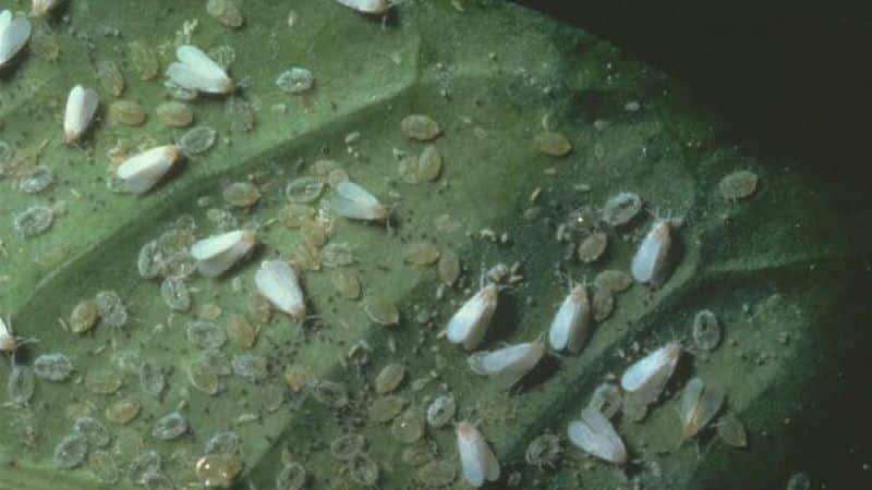 How to get rid of whiteflies in a greenhouse on cucumbers: the most effective methods of control and prevention