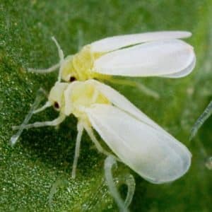 How to get rid of whiteflies in a greenhouse on cucumbers: the most effective methods of control and prevention