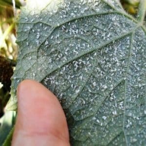 How to get rid of whiteflies in a greenhouse on cucumbers: the most effective methods of control and prevention