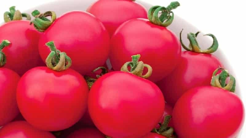 Distinctive features of the Pink Paradise hybrid tomato that make you love it